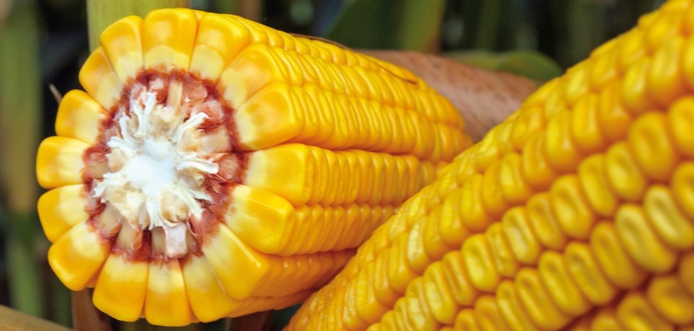 CORN FIELD DAYS 2017 KOWALEWO k. MARGONINA
