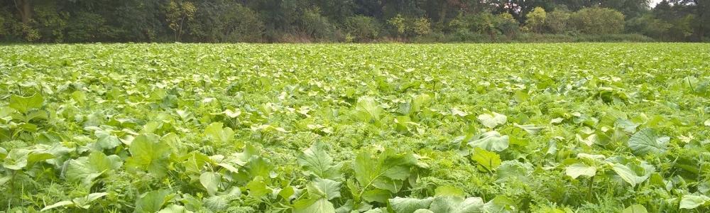 INTERCROPS