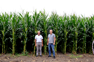 Soufflet Seeds Demo Field - Corn